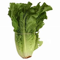 Lettuce Romaine 1ct