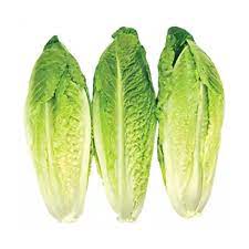 Lettuce Romaine Artisan 3ct