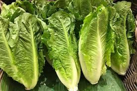 Lettuce Romaine 3ct